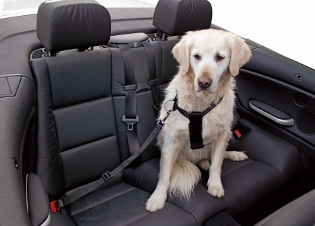 Saugos diržas šuniui automobilyje